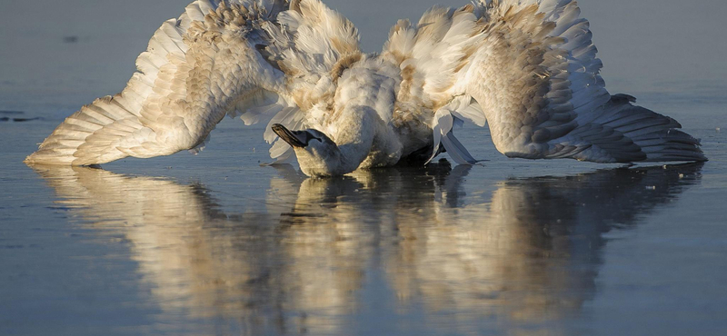 Drámai felvételek a Tisza-tavi jégbe fagyott hattyúról