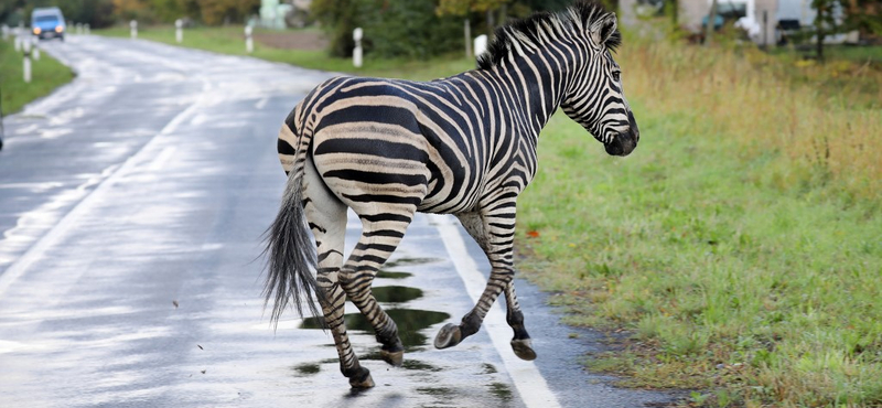 Lelőttek egy német autópályán rohangáló cirkuszi zebrát