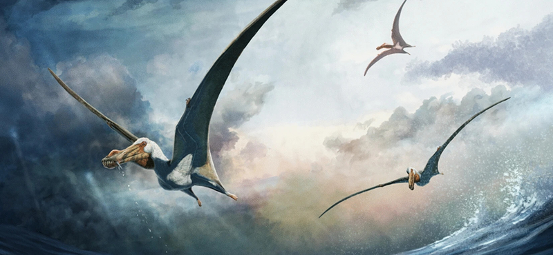 A new species of flying pterosaur has been discovered in Australia