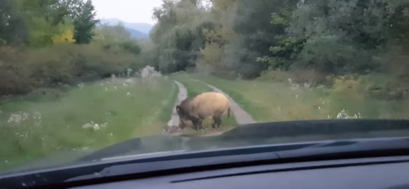 Magyar vaddisznó száguld a világhír felé – videó