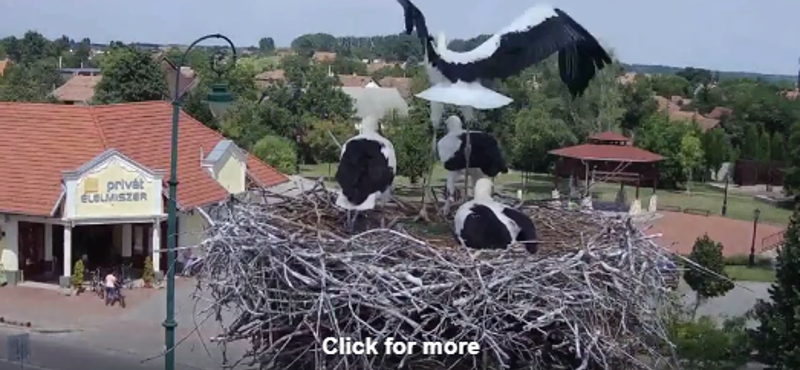 Videó: Tündéri a repülést gyakorolgató gólyafióka Jászfényszarun