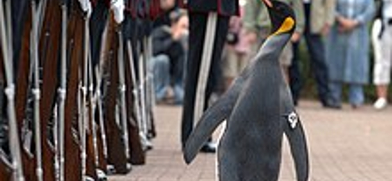 Norvég díszőrség előtt avatták vezérőrnaggyá az edinburgh-i állatkert pingvinjét – videó