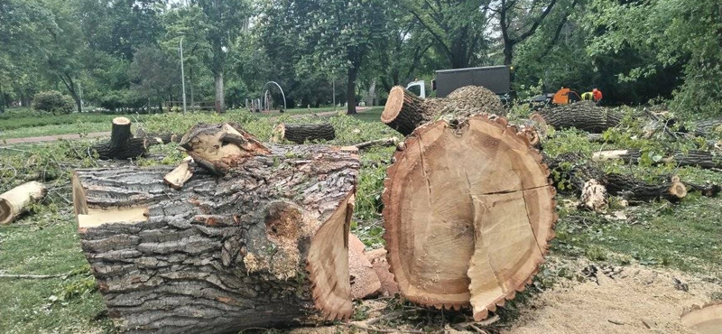 A Ligetvédők szerint egészségesnek tűnő fákat vágtak ki a Városligetben, a Főkert szerint viszont balesetveszélyes állapotban voltak
