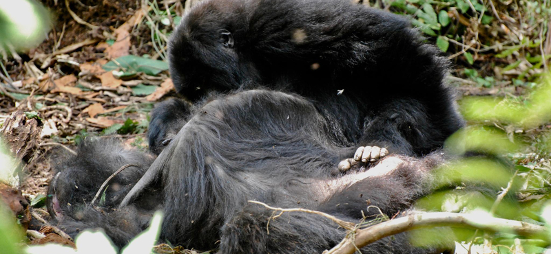 Szívszorító dolog derült ki a gorillákról – videó