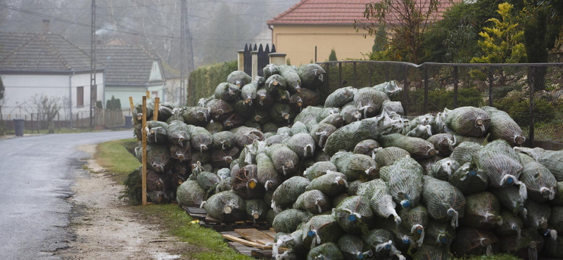 Fotók: Már halomban állnak a karácsonyfák Zala megyében