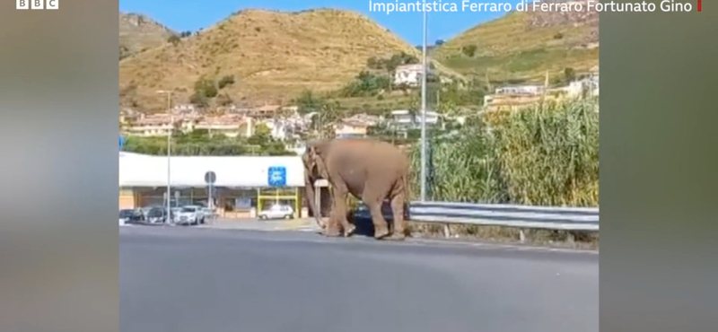 Videóra vették, ahogy egy elefánt békésen sétálgat egy olasz körforgalomban