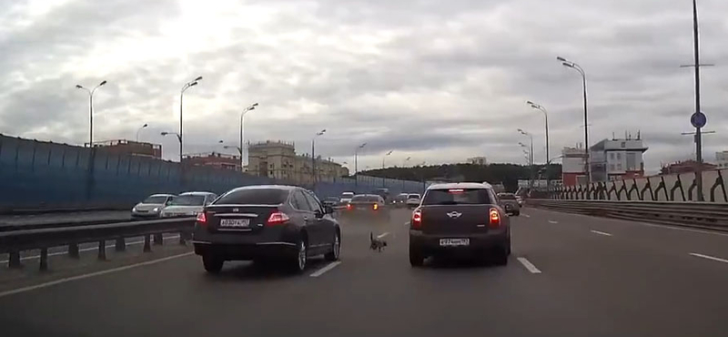 Ekkora káoszt képes okozni egy macska a többsávos úton - fotó