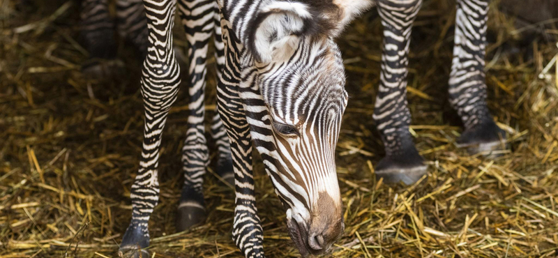 Fotók: Tündéri kiszebra született Nyíregyházán