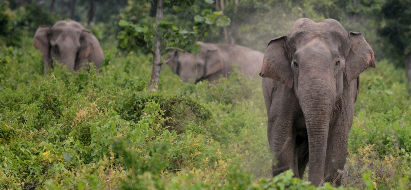 Meghalt Daphne Sheldrick, az elefántok anyja