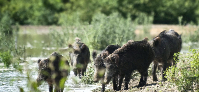 Kenutúrákat indítanak augusztusban a gemenci erdőben