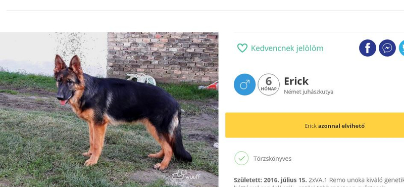 Megérkezett a kutyák Facebookja