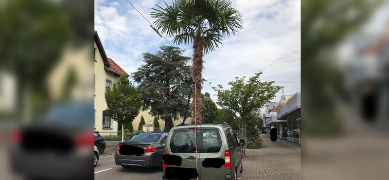 A napfénytetőn lógott ki az autóból egy ötméteres pálma