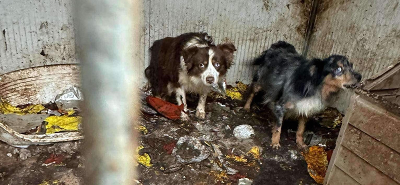 Rekord összegű bírságot szabtak ki a csöngei szaporítóra, aki döbbenetes körülmények között tartotta az állatait