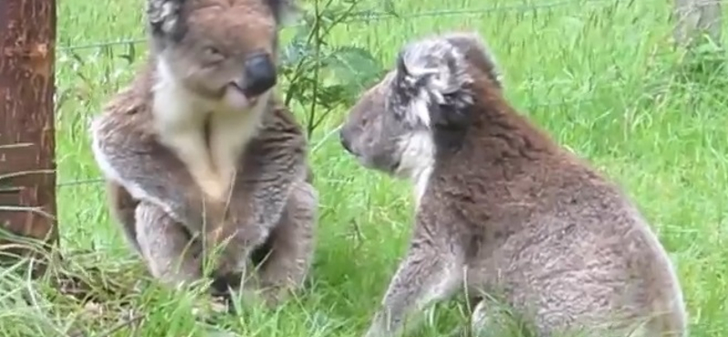 Így zördül össze két koala - ennivaló videó