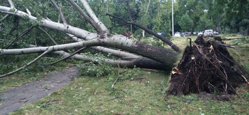 Válságstábot hozott létre a Főkert, életveszélyre figyelmeztetnek