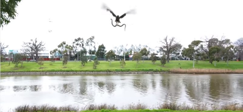 Kígyópara egy melbourne-i pikniken – hamis vagy valódi ez a videó?