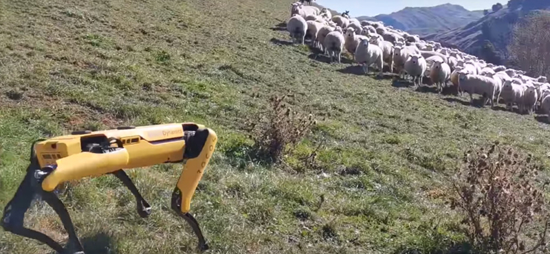 Másodpercek a jövőből: ha kell, birkákat is terel a Boston Dynamics robotkutyája – videó