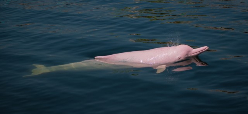 Mesebeli delfint találtak: egy rózsaszín példány bukkant fel Amerikában