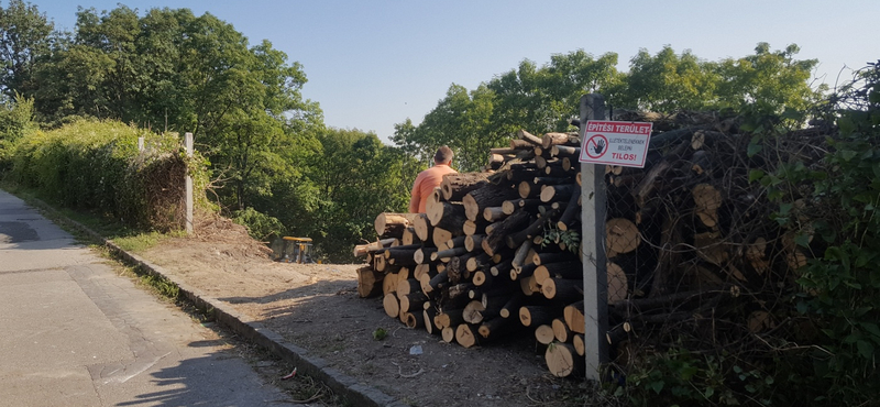 Vágják a fákat a II. kerületben is