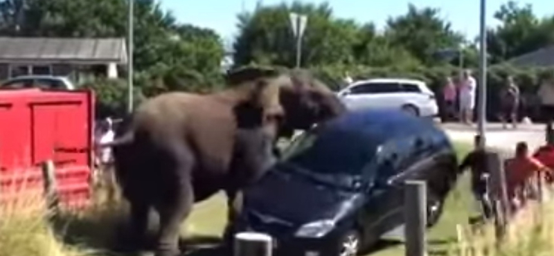 Videó: Így tesz arrébb egy Skodát egy megvadult elefánt