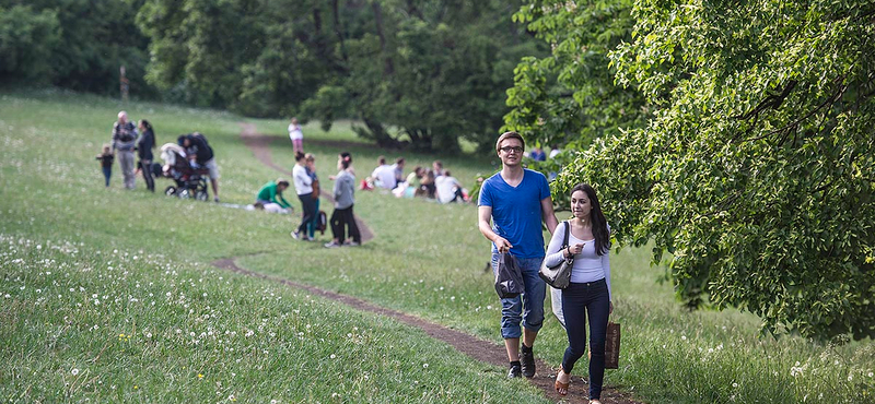 220 fát vágnak ki a Normafán, hogy parkolót csináljanak helyette