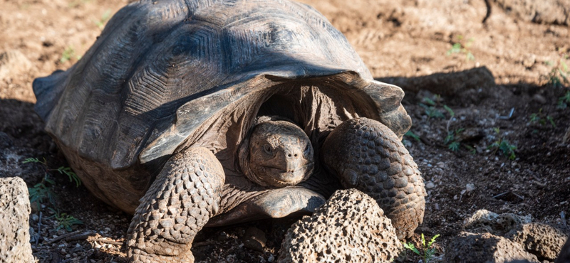 Több mint száz éve kihaltnak hitt óriásteknősre bukkantak a Galápagos-szigeteken