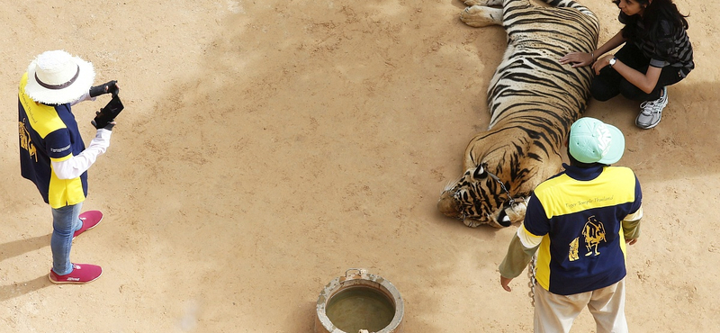 Negyven tigriskölyök tetemére bukkantak a híres thaiföldi Tigris Templom fagyasztójában