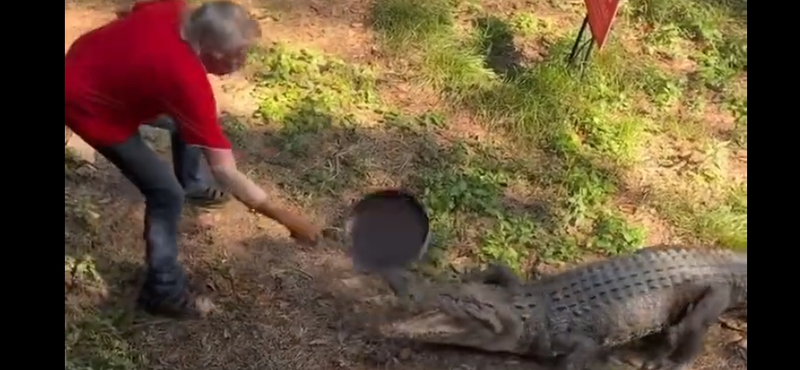 Serpenyővel verte el a krokodilt az ausztrál kocsmáros – videó