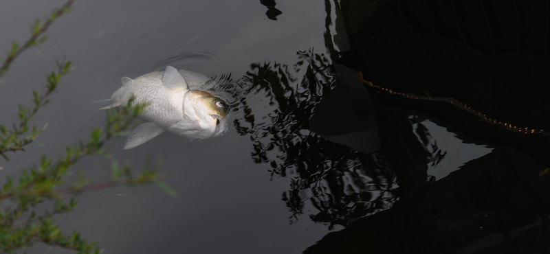 Tömegesen pusztulnak a halak a Pátkai-víztározóban