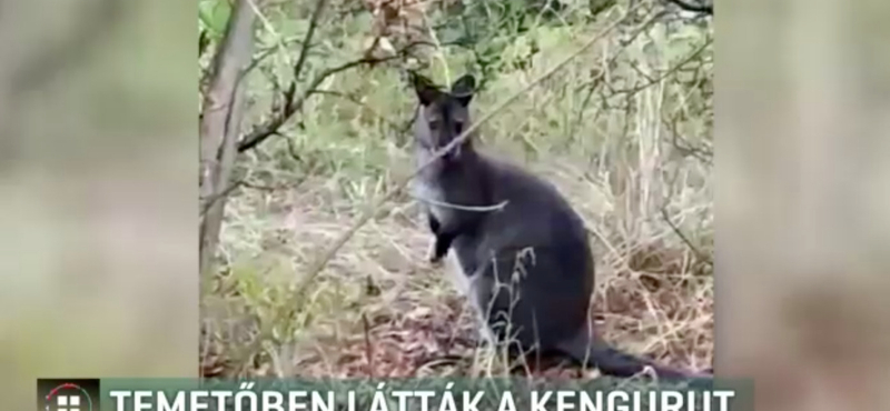 Kenguru ugrált a törökszentmiklósi temetőben