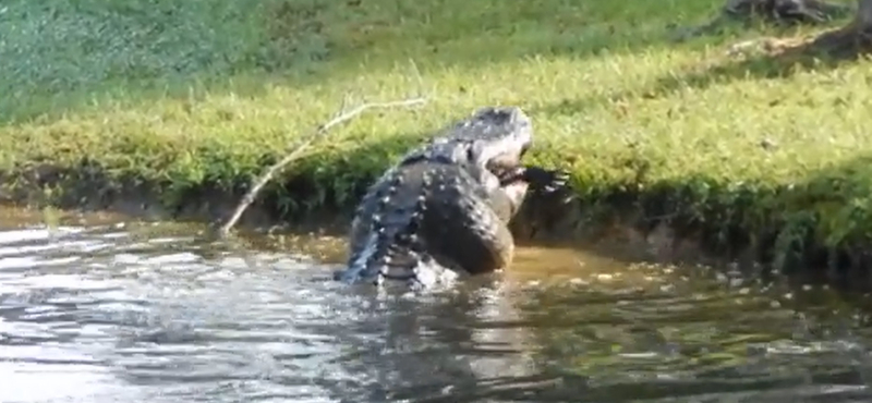 Zabálja az internet a kannibál aligátorról készült videót