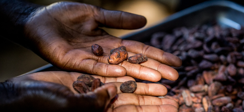 Összeomlóban a világ csokiipara: az árak elszállása csak a legkisebb probléma