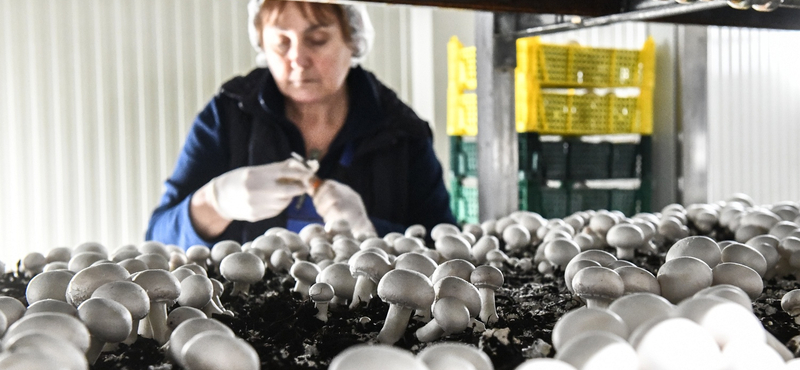 A multikkal is megvívott a magyar gombás, aki nagyban játszott és bejött neki