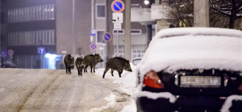 Kilőtték a Salgótarjánban garázdálkodó vaddisznókat