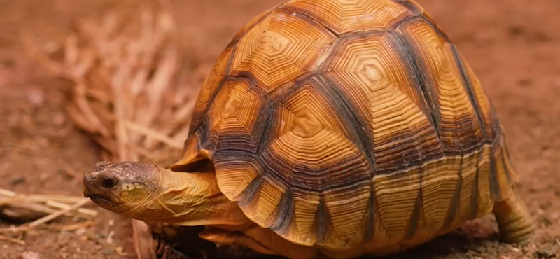 Speciális görgőket kapott a háromlábú teknős, hogy újra teljes életet élhessen – videó