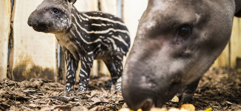 Jaguár és tapír felett is sétálhatunk majd Nyíregyházán