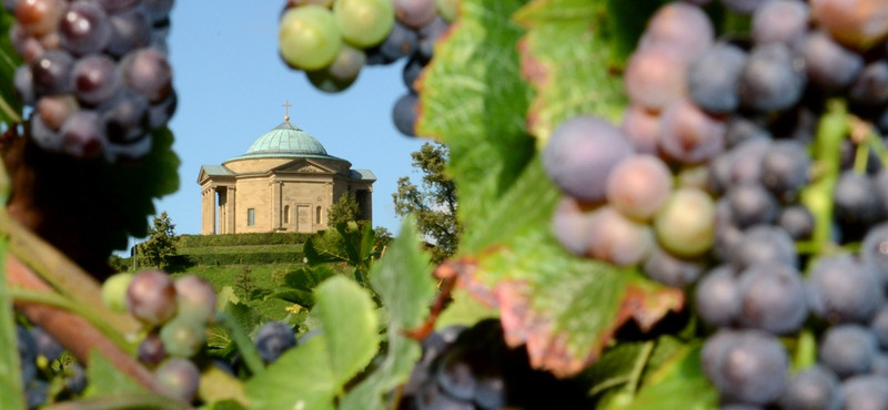 Villamossal a szőlőbe – ilyen a nagyvárosi borászkodás