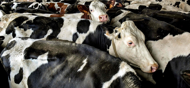 Hat hónap börtönt kapott a tehenektől megszökött rab