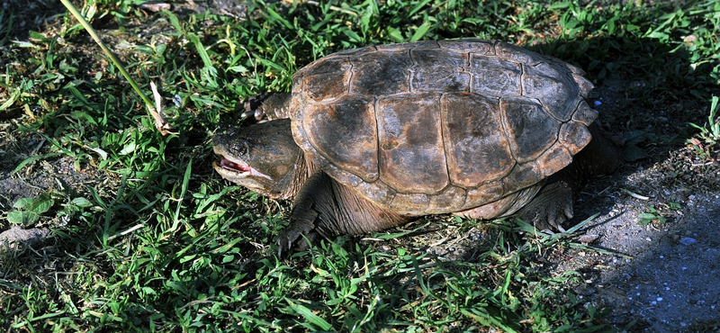 Aligátorteknőst fogtak a Pest megyei Galga-patakban