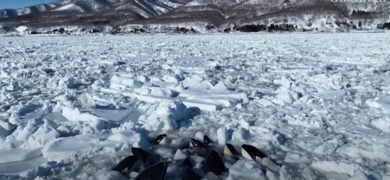 Jégtáblák közé szorult egy csapat orka a japán partoknál - videó