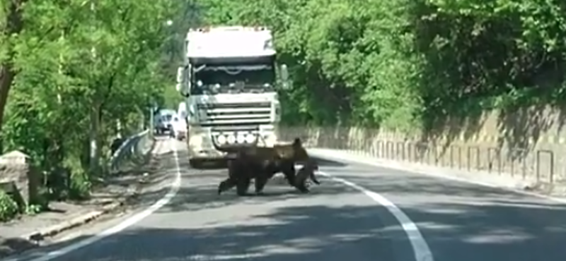 Elszállítják Tusnádfürdőről a hárombocsos anyamedvét