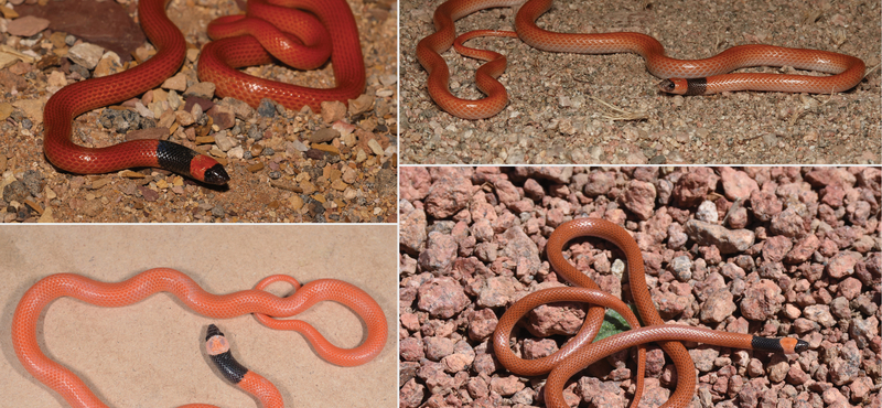 Naturally, there was also a Hungarian one: a new species of snake has been found in Saudi Arabia