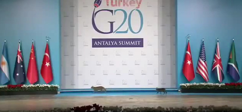 Kijátszotta néhány macska a G20 biztonsági rendszerét – videó