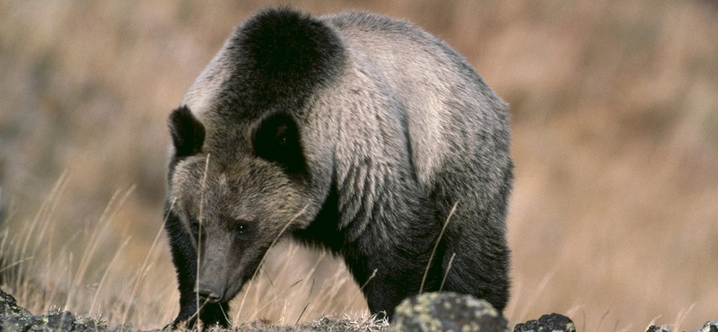 Zsebkésével védte meg magát a grizzlymedvétől