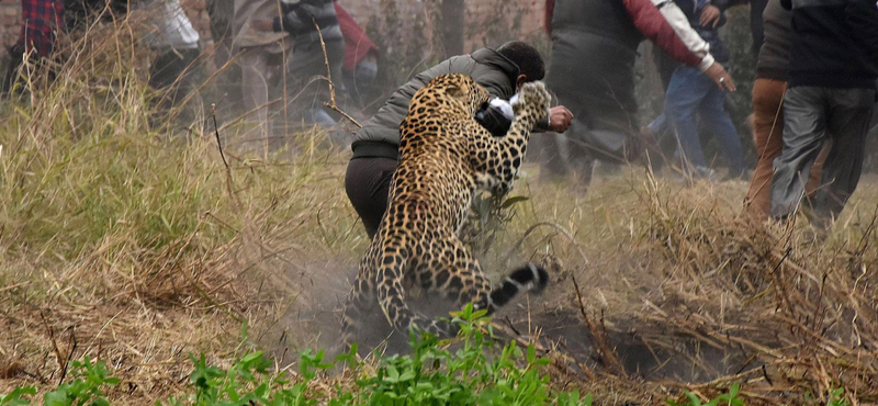 Videó: Őrült ámokfutást rendezett egy leopárd egy indiai faluban