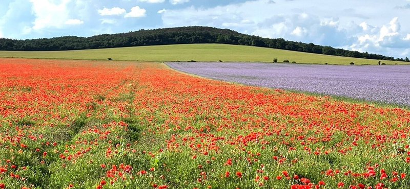 Adatalapú agrárium – a hálózatba kapcsolt gazdaságoké a jövő