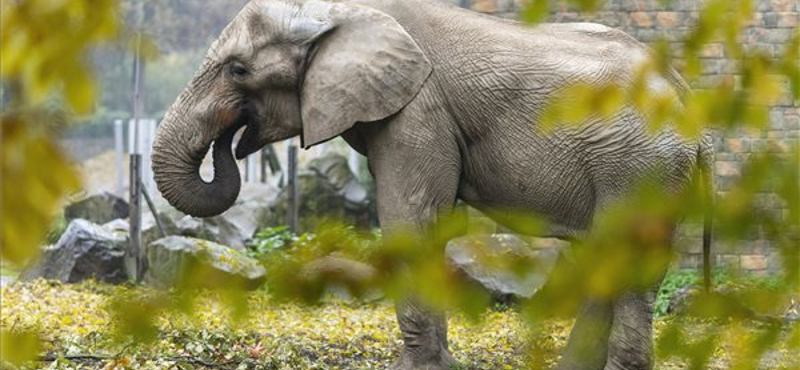 Sokkal több állatnak születtek utódai egy mexikói rezervátumban, mióta nincsenek látogatók