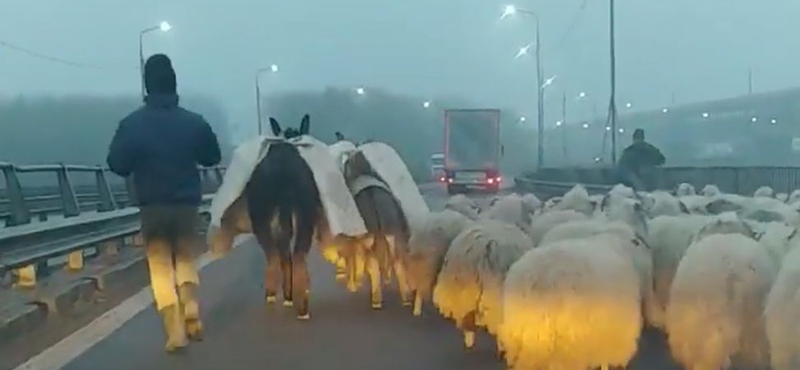 Az autópálya hídján terelt át egy román juhász több száz birkát – videó