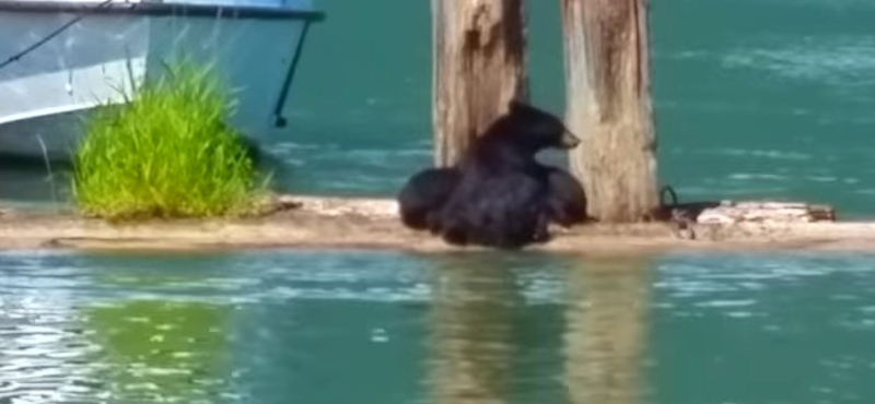 Medvekaland Kanadában: anyamedve mentette ki kölykét a tó vizéből – videó