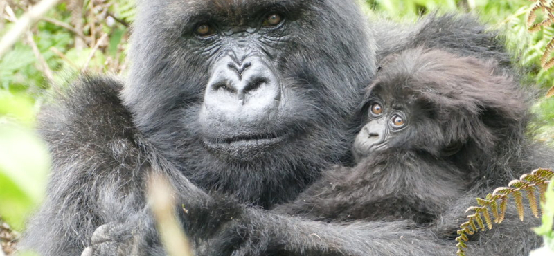 Csempészett gorillákat mentettek meg Zimbabwbéban